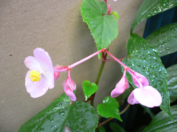 c0069048_62285.jpg