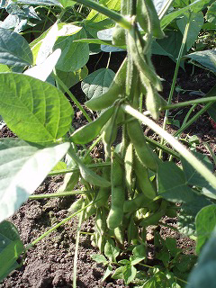 e0004756_2181160.jpg