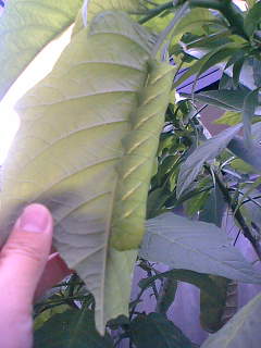 f0074659_15943100.jpg