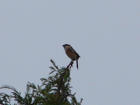 b0061261_20374850.jpg