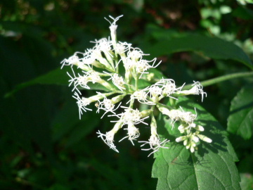 a0063364_23161822.jpg