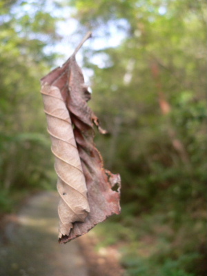 a0063364_2364183.jpg