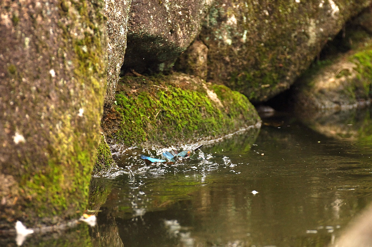c0069178_1805331.jpg