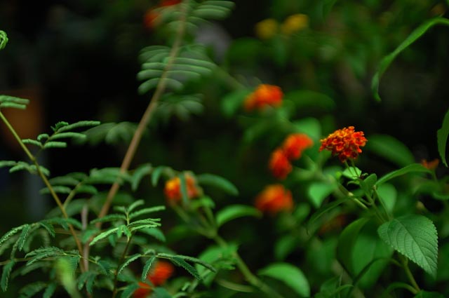 b0102780_4302212.jpg