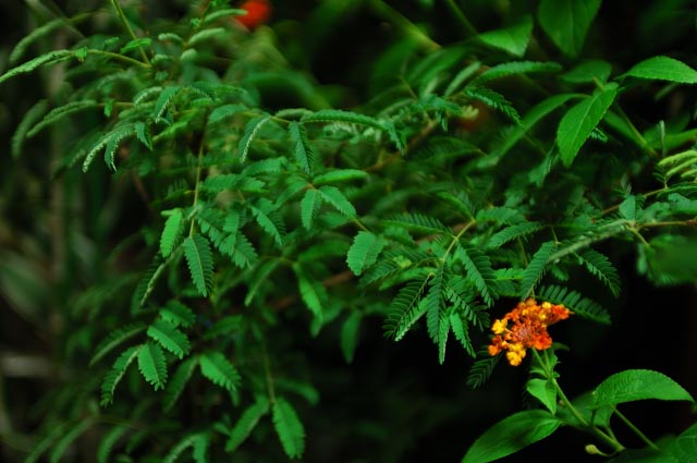 b0102780_430790.jpg