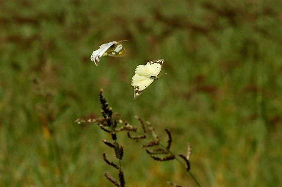 f0090680_22482239.jpg