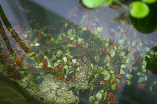 f0034007_18221580.jpg
