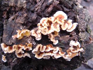 f0000521_10352426.jpg
