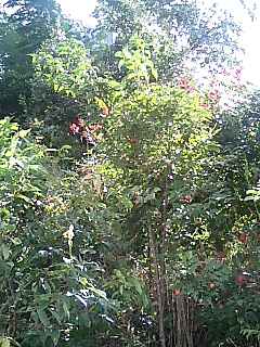 f0071840_10375498.jpg