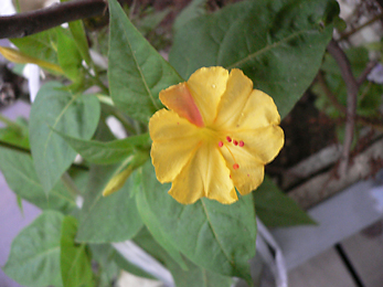 c0069048_5401750.jpg