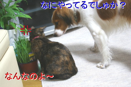 d0013149_141189.jpg