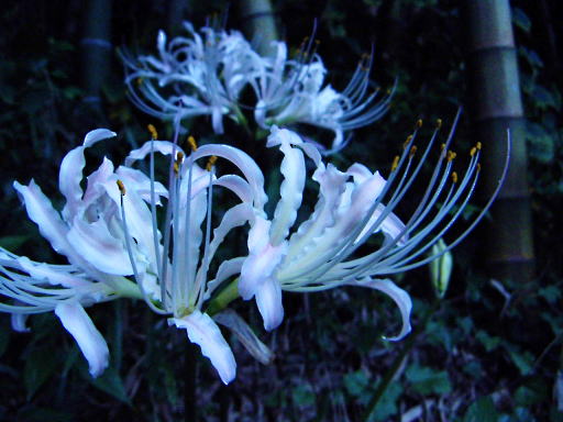 c0031856_0442362.jpg