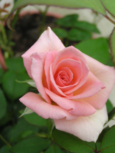 f0074659_172239.jpg
