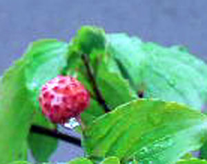 f0086169_17253872.jpg