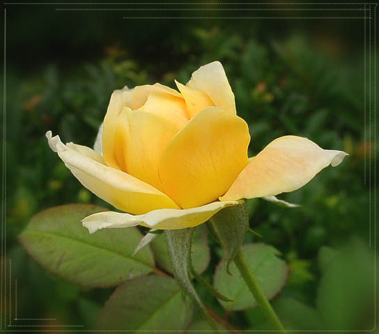 a0079880_11374843.jpg