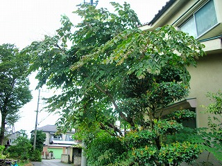 c0078480_1315598.jpg