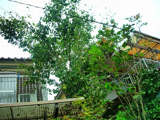 c0078480_13255231.jpg