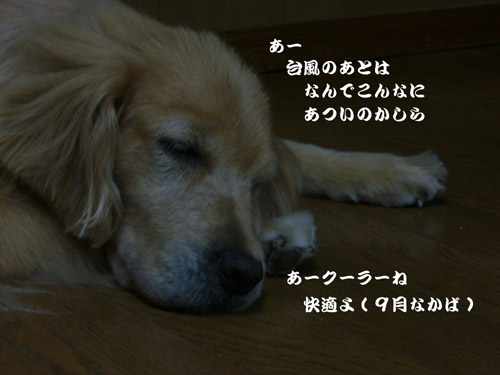 c0085188_2084546.jpg