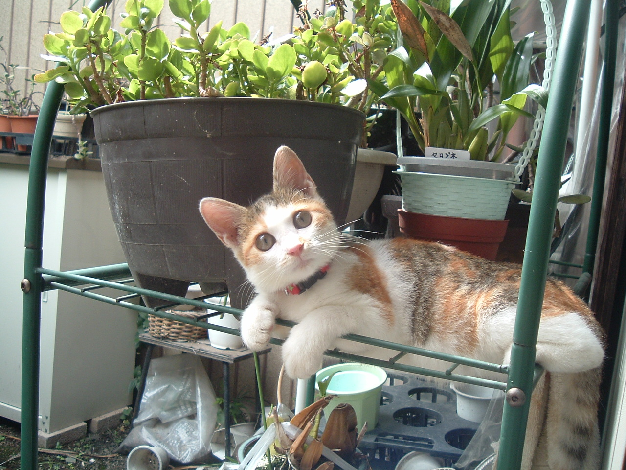 e0010302_0233513.jpg