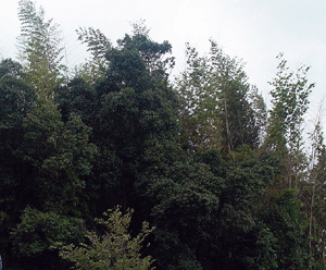 a0055913_053618.gif