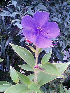 e0026017_2317373.jpg