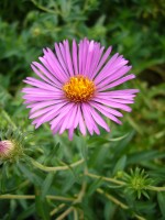 e0080345_1754226.jpg