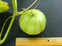 e0005548_20818.jpg