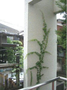 c0025852_9404117.gif