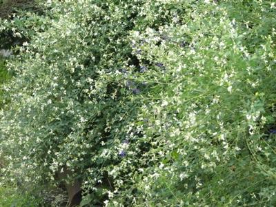 d0050472_15324346.jpg