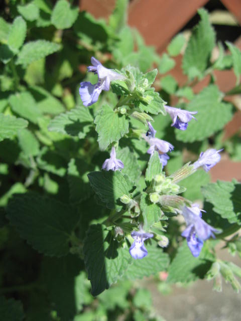 b0088037_7252251.jpg