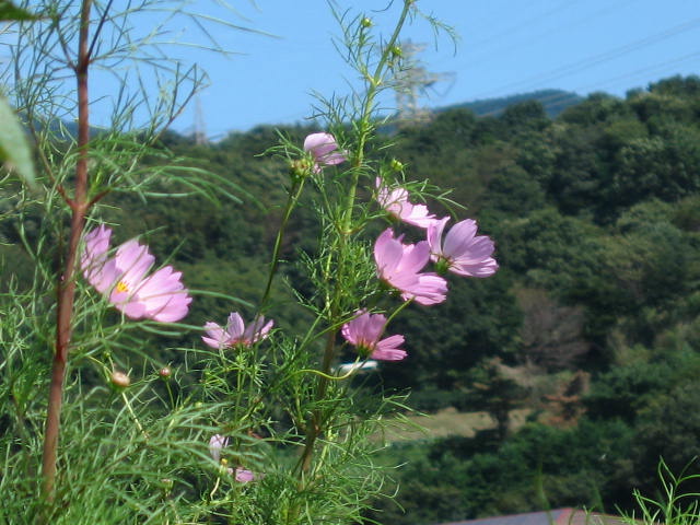 b0088037_7425624.jpg