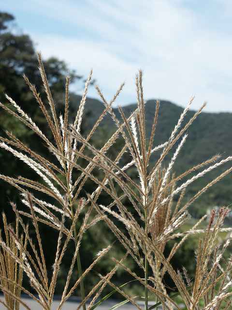 b0104861_2030434.jpg