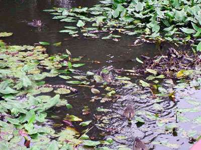 f0086169_22372425.jpg