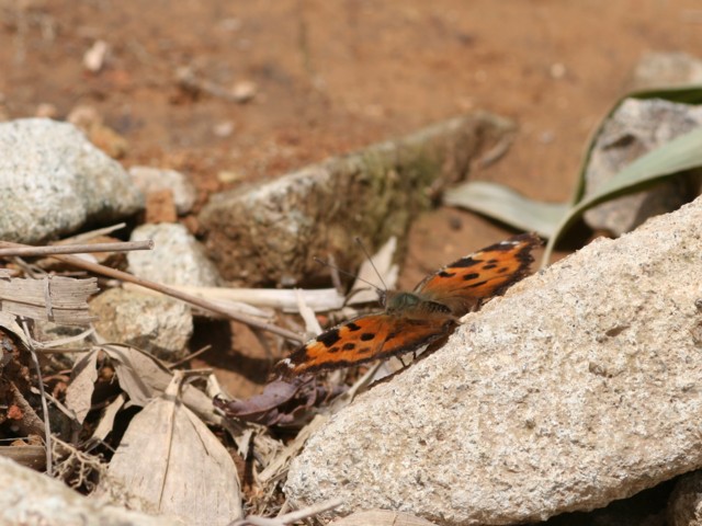 b0088772_18553369.jpg