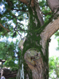 d0093672_1453619.jpg