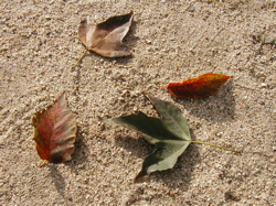 a0079292_10191587.jpg