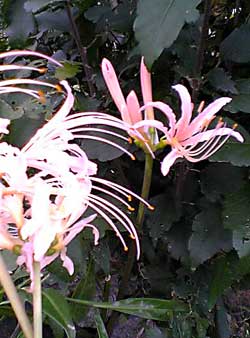 c0017802_2227555.jpg