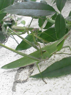 c0056903_20443256.jpg