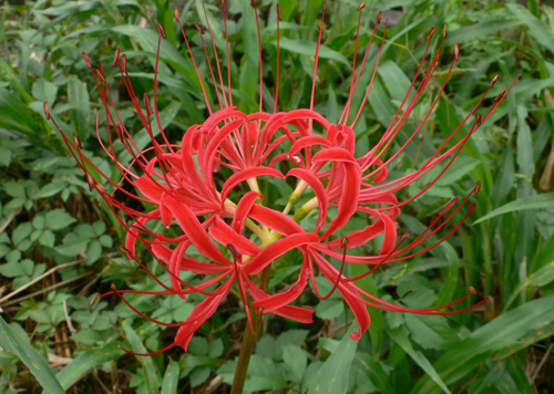 f0060424_1145443.jpg