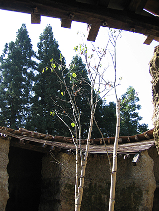 c0000134_17132814.jpg
