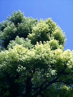 e0081334_1472919.jpg