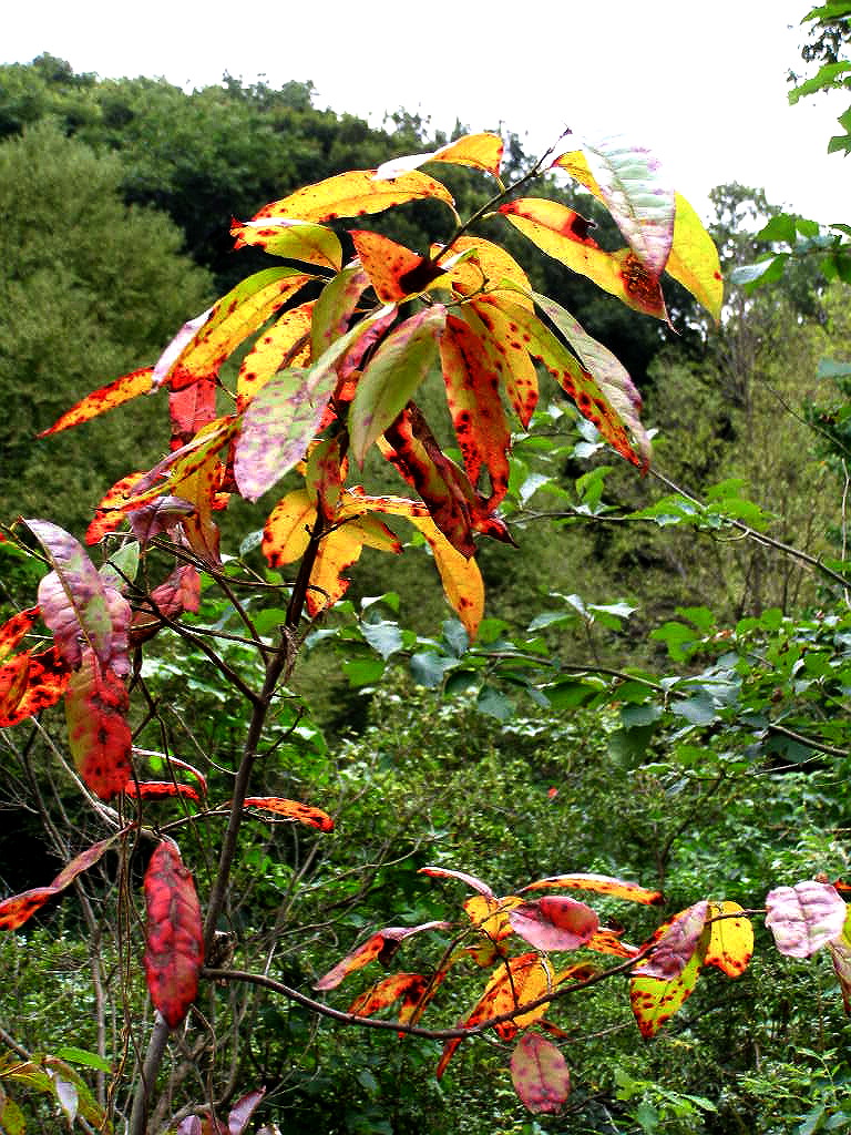 e0064158_29267.jpg