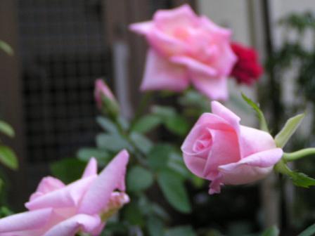 f0074659_21425029.jpg