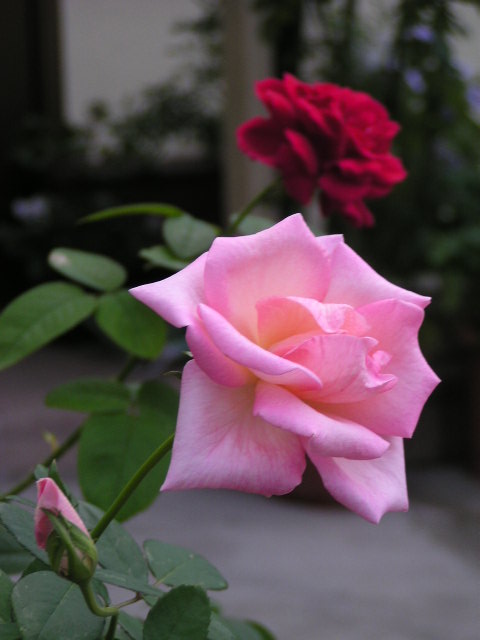 f0074659_21461346.jpg