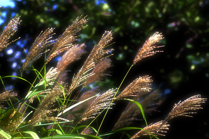 c0026870_1154225.jpg