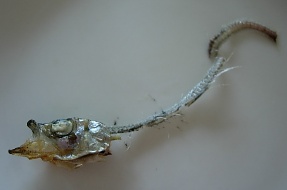 c0000093_8305033.jpg