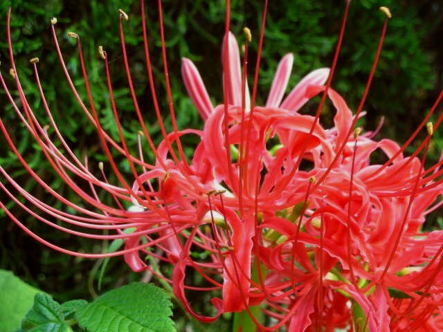 f0083400_1873399.jpg