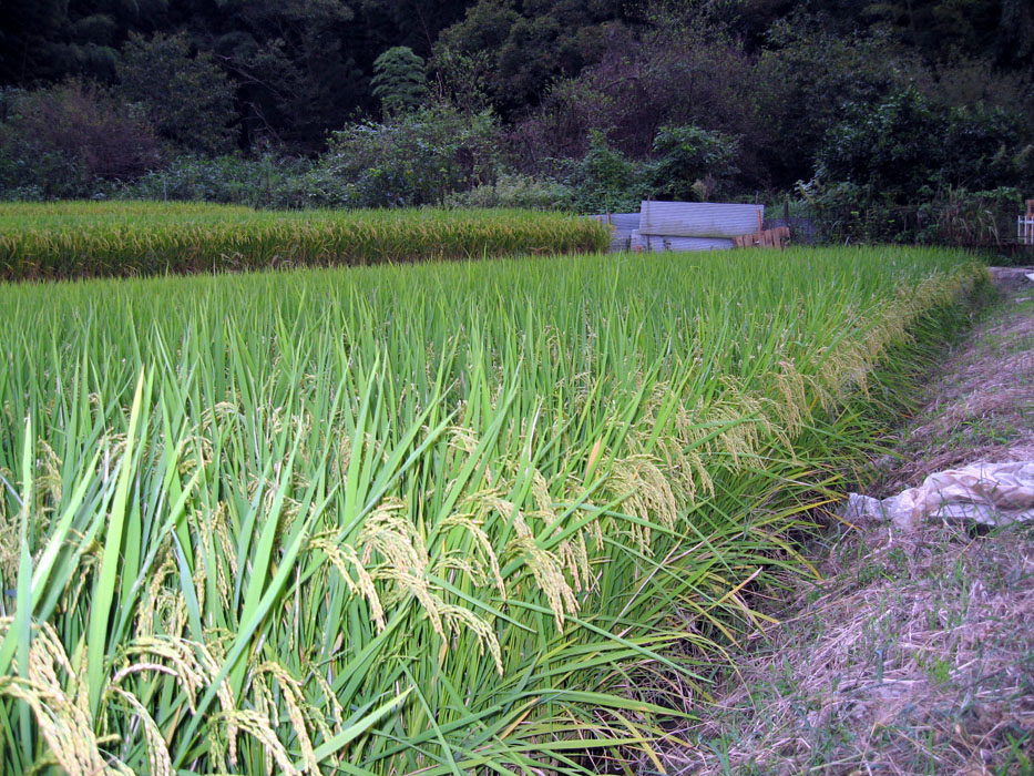 f0092309_11295510.jpg