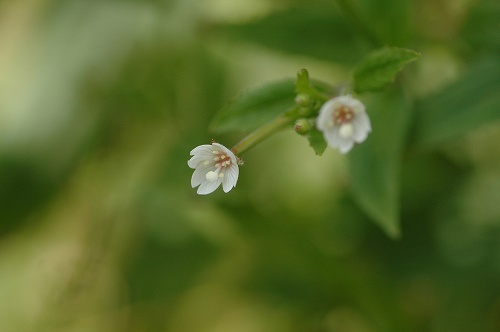 c0027027_173864.jpg