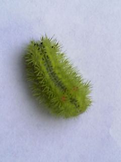 e0087443_03958.jpg